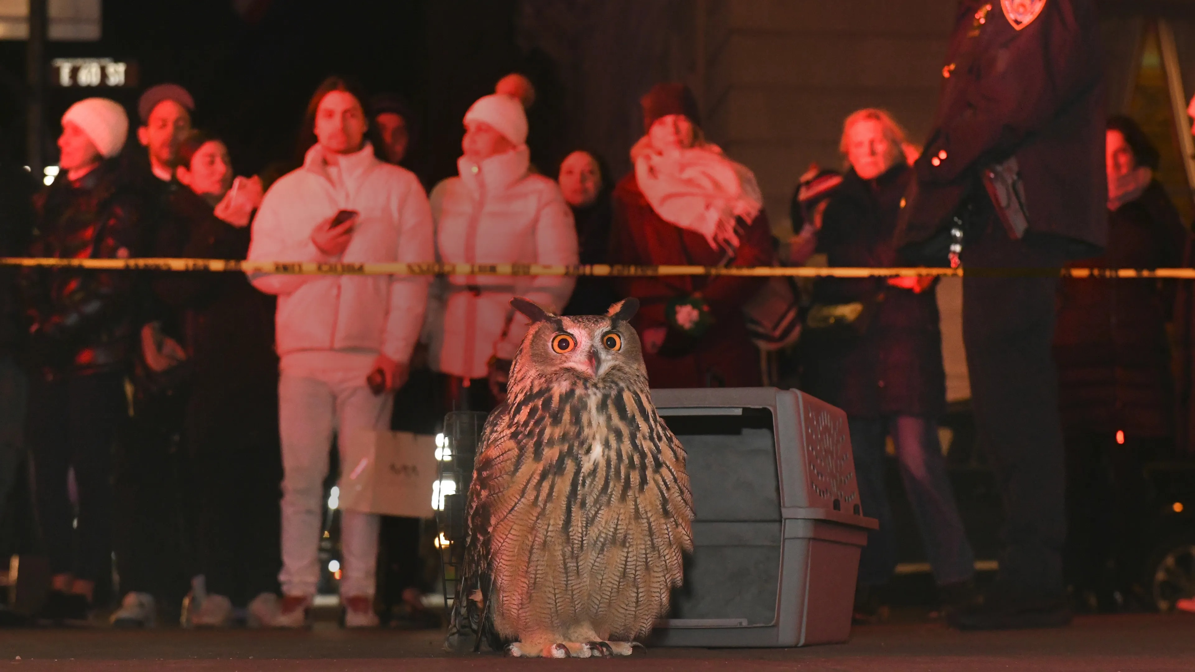 Flaco the Eurasian eagle-owl stands beside a transport crate while a crowd gathers behind police tape at night.