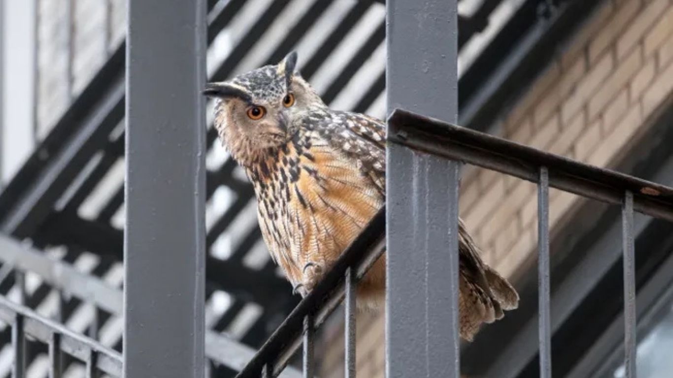 Flaco perches between metal railings on a Manhattan fire escape.