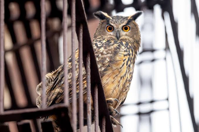 Flaco looks directly toward the camera while perched against the metal structure of a New York fire escape.